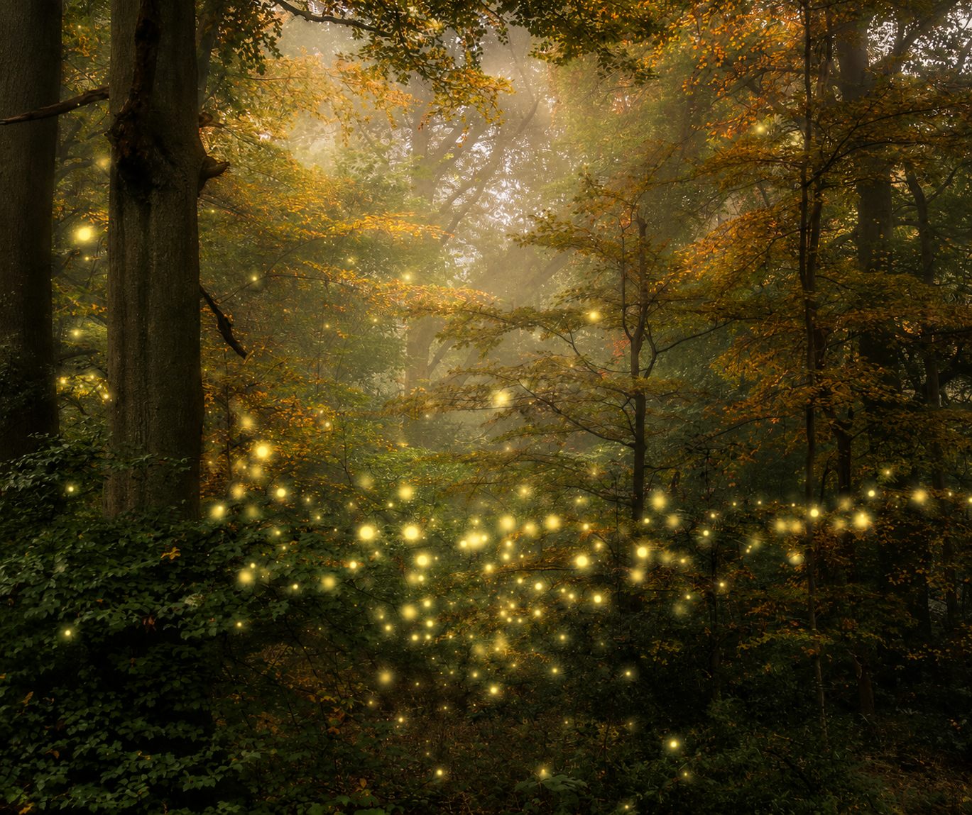 Magická atmosféra Svatojánské noci v lese